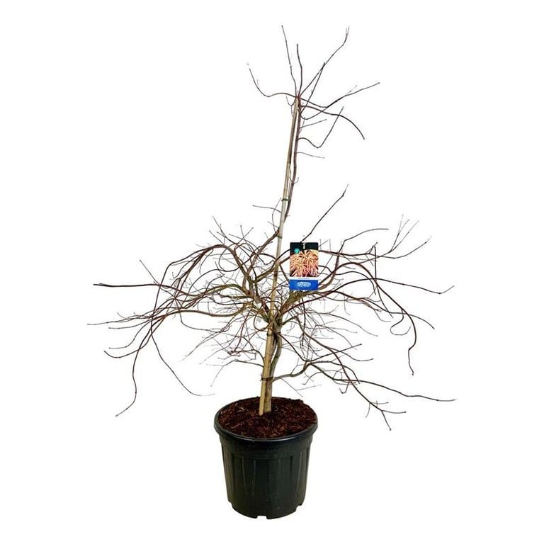 Acer Ice Dragon ®, D 50 cm Acer Ice Dragon ®, D 50 cm