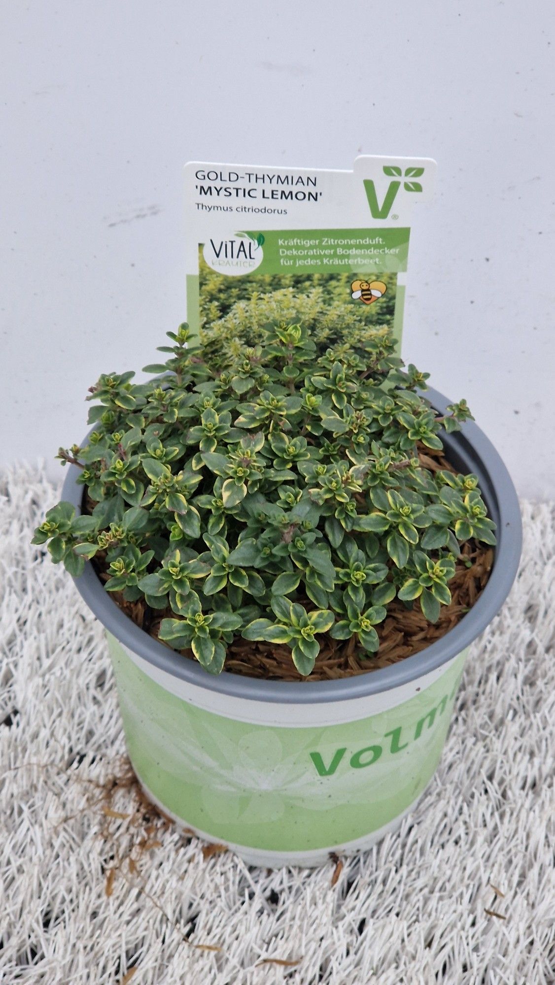 Thymus x citriodorus 'Mystic Lemon', Volmary, goldbladig, D 12