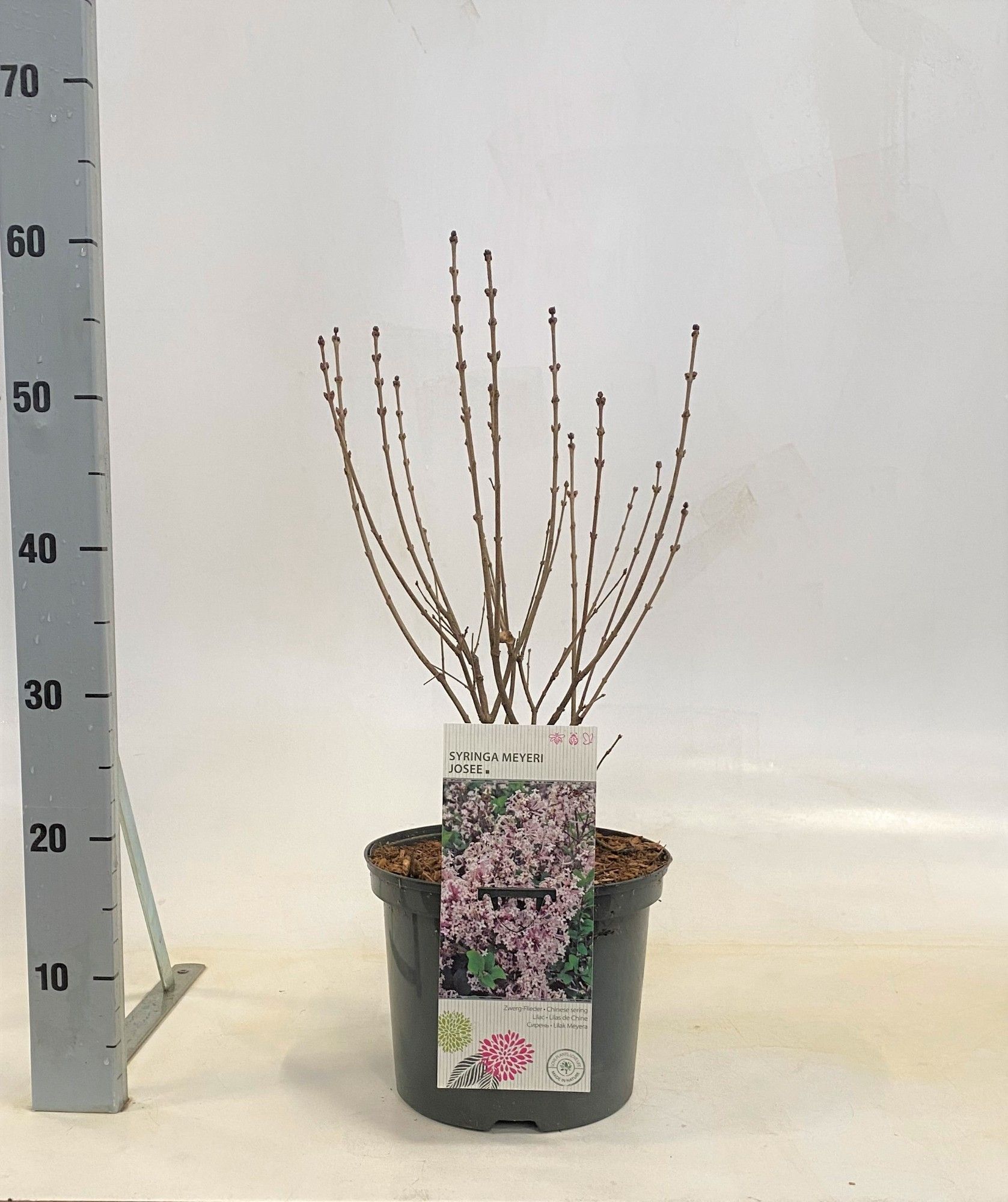 Syringa meyeri Josee, D 23