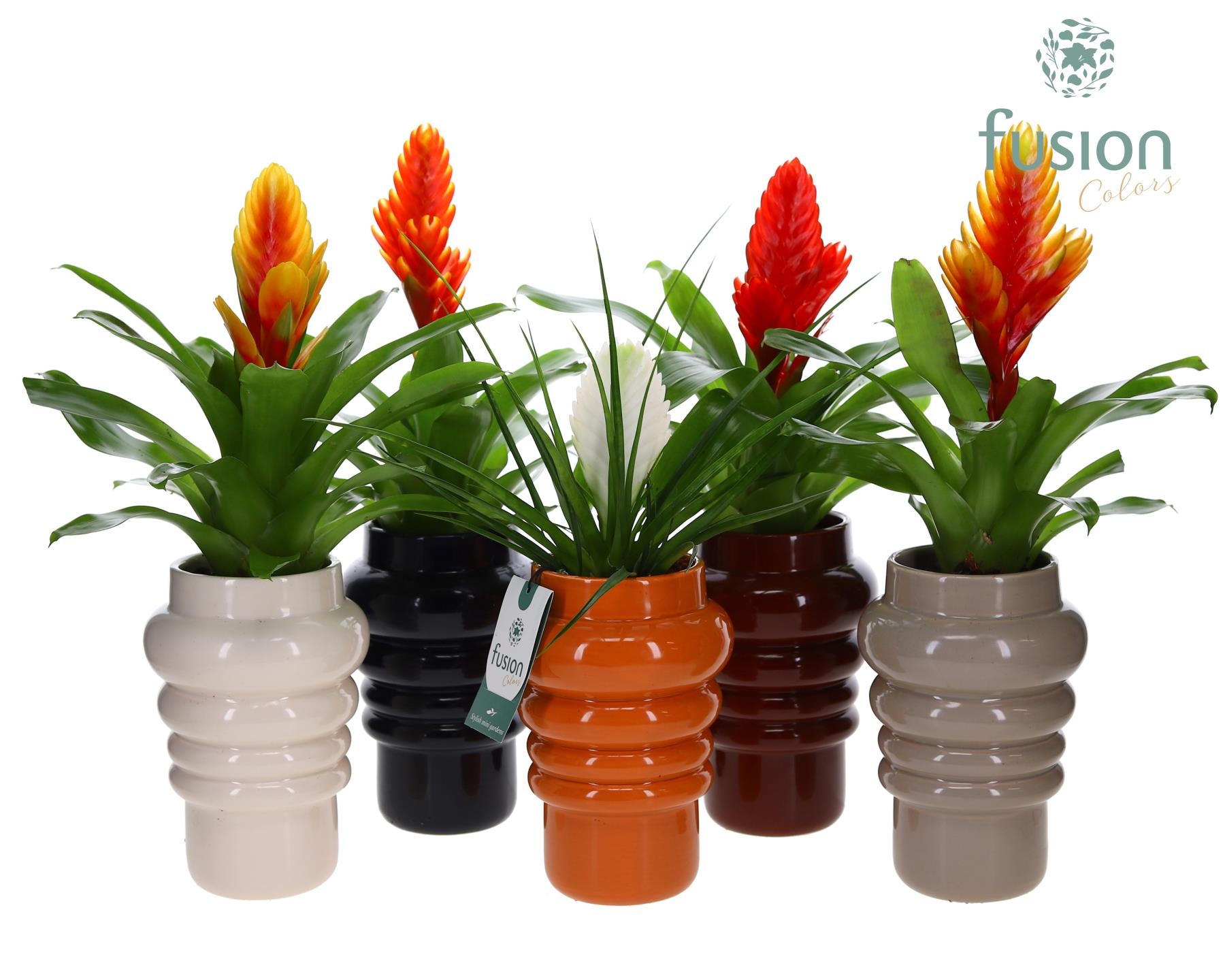 Keramiek pot met Vriesea, D 12