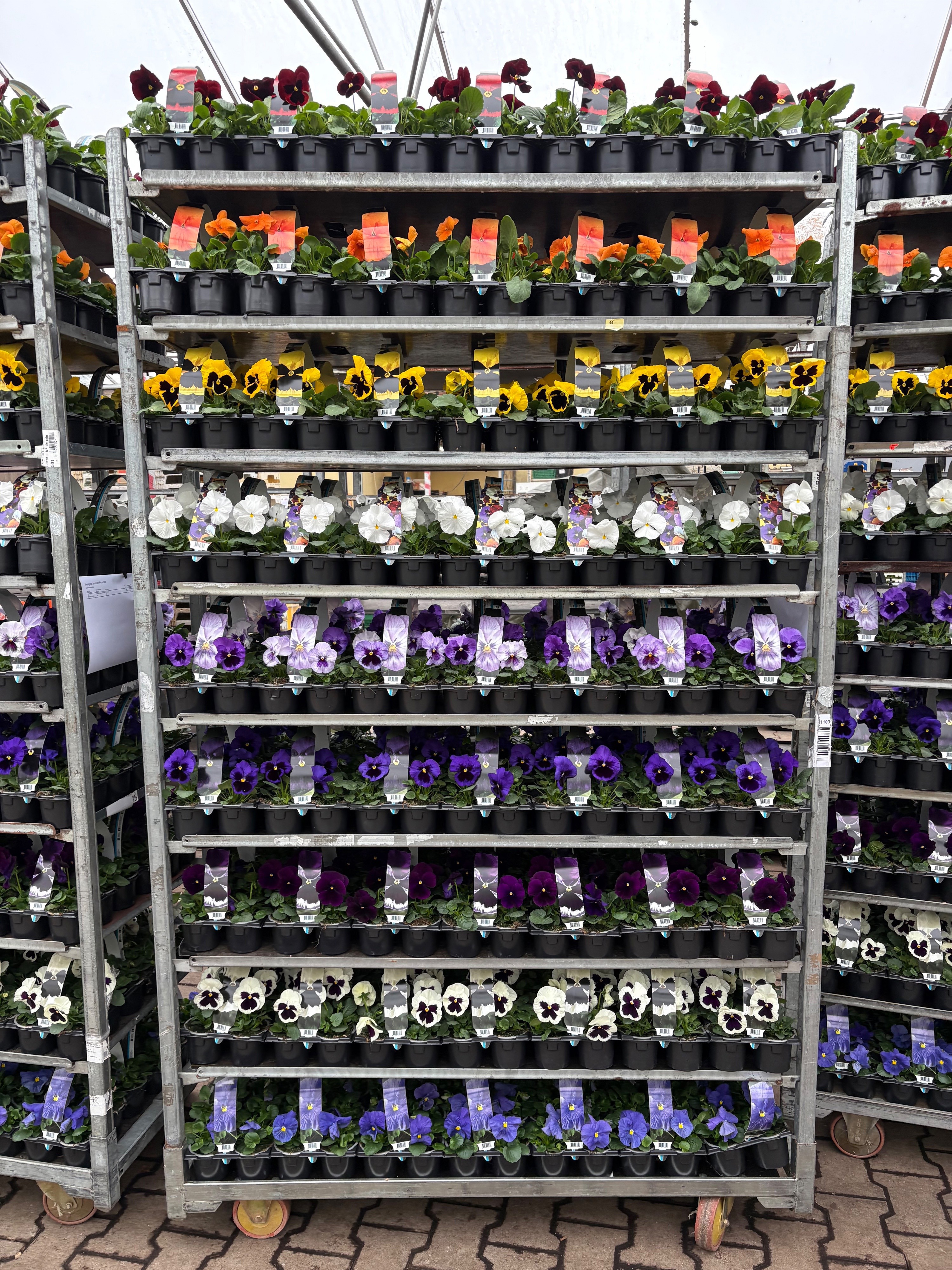 Sixpack Viola F1 Mix CC, D 9