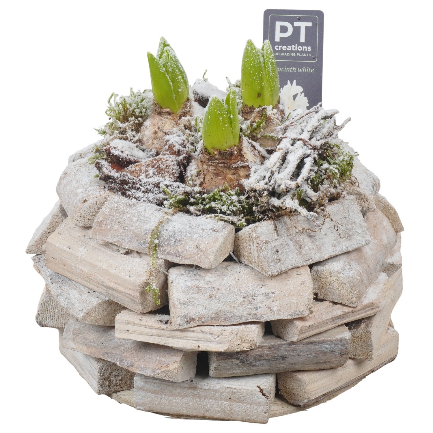 PTWH4048 Arrangement Winter Hyacint in houten bak, D 21