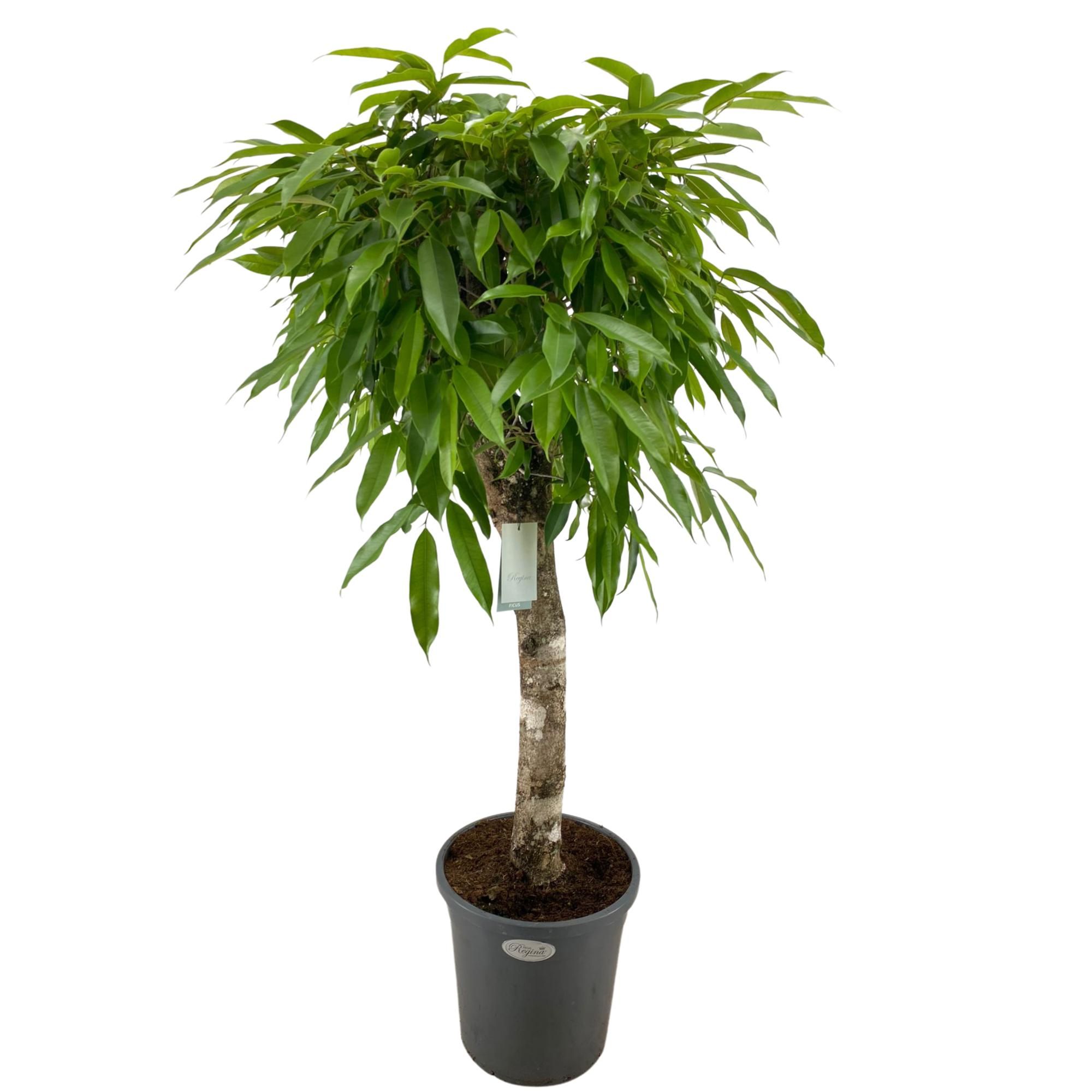 Ficus Binnendijkii Amstel King Rechte stam p31, D 31