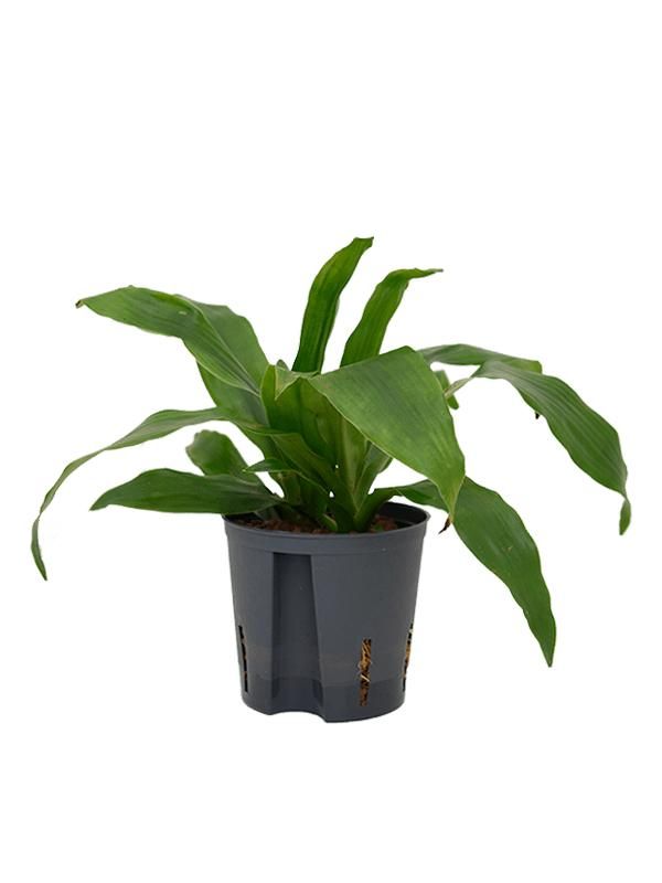 Dracaena fragrans 'Janet Craig', D 13