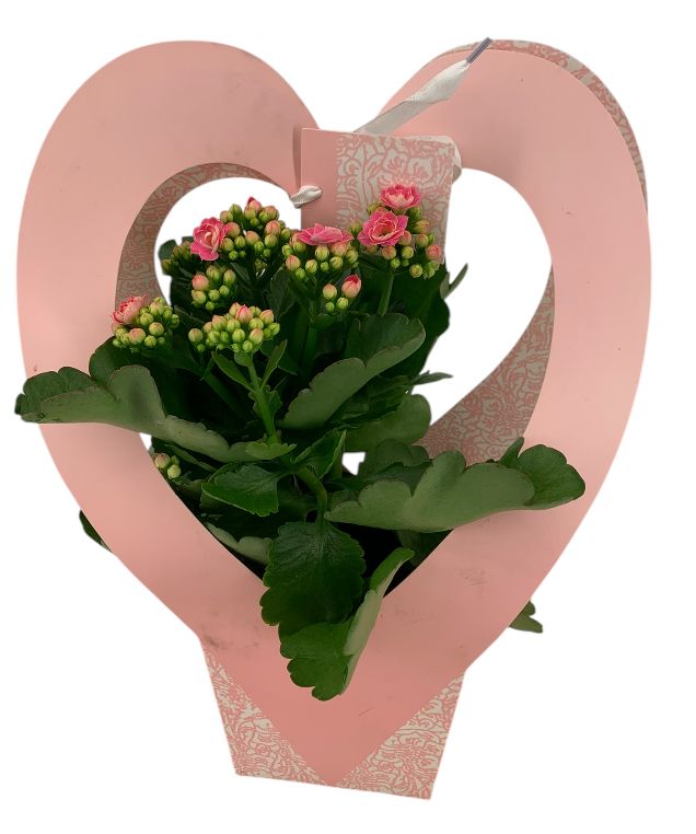 Calandiva 12 cm in hartcover roze valentijn, D 12