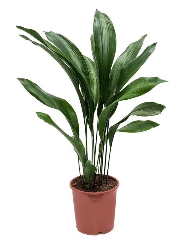 Aspidistra elatior, D 21