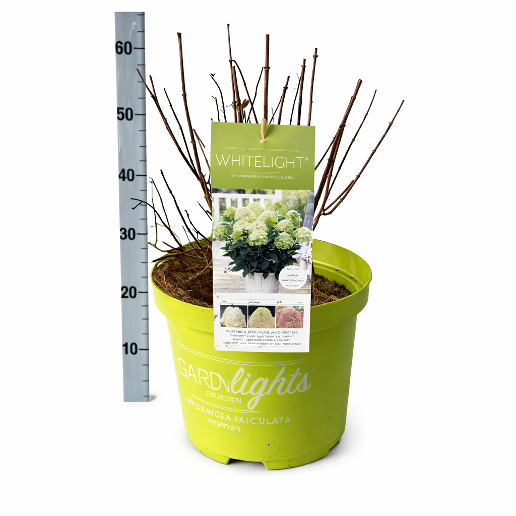 Hydrangea Pan. White Light, D 26