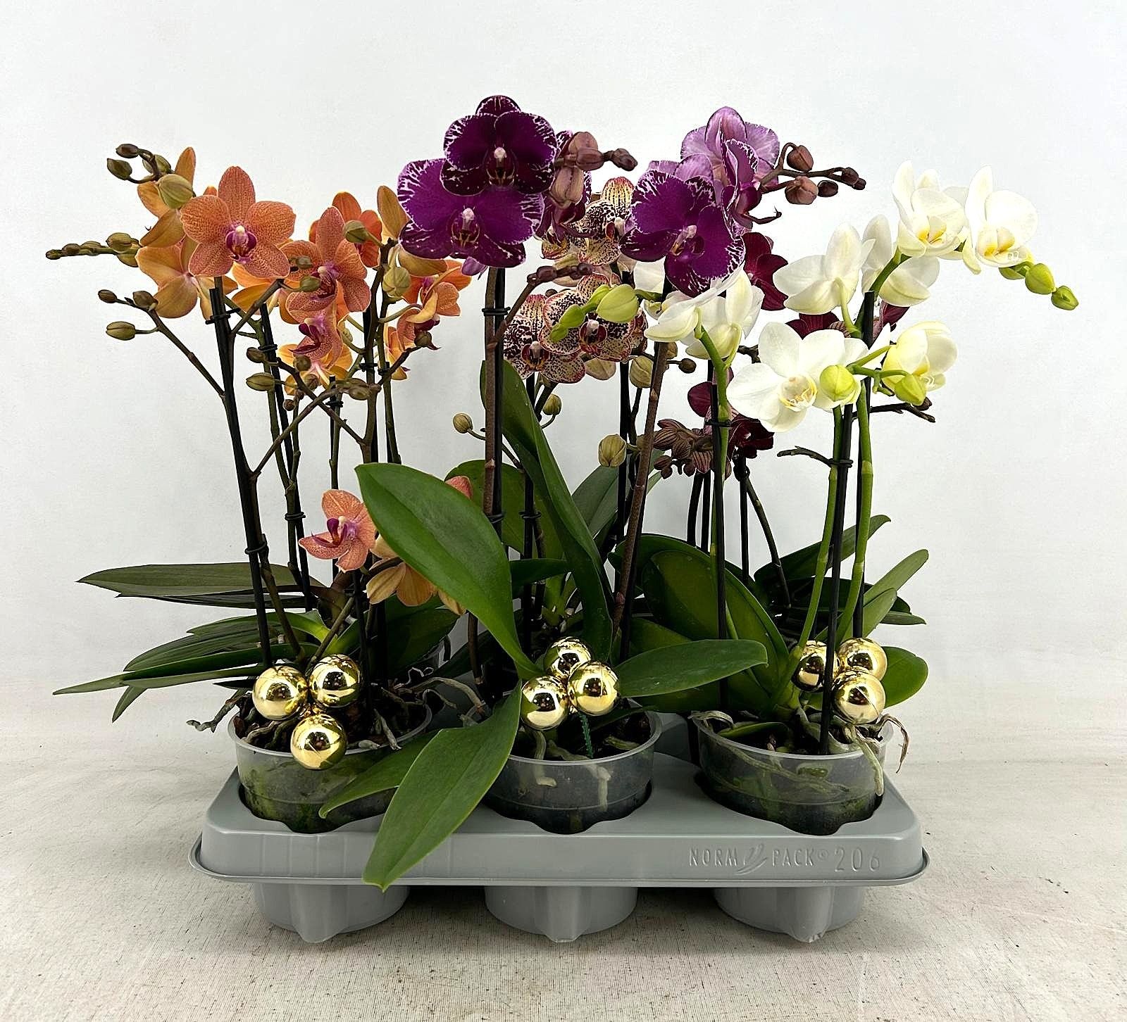 Multiflora Mix 2 spike + Christmas balls, D 12 cm