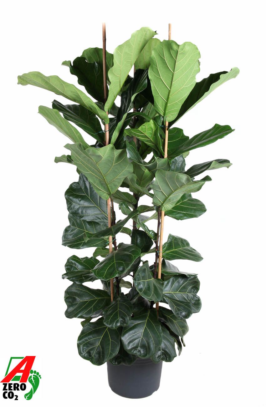 Ficus Lyrata 3PP P40 (NO GAP), D 40