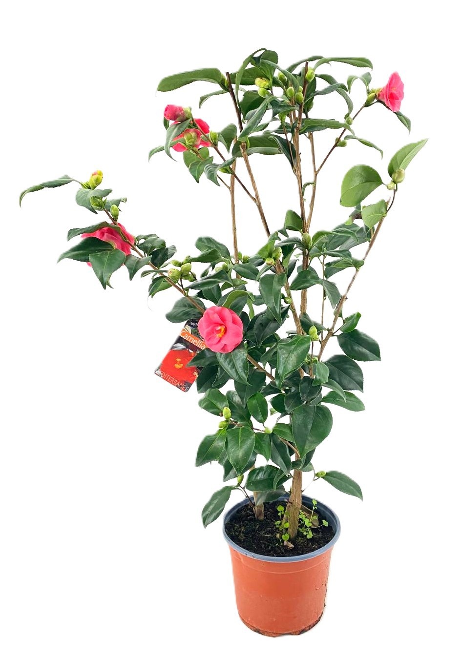 Camellia japonica, D 19
