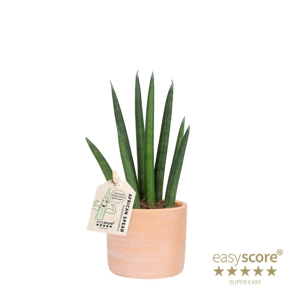 Raw Terracotta, Sansevieria ´Rocket´, D 7 cm