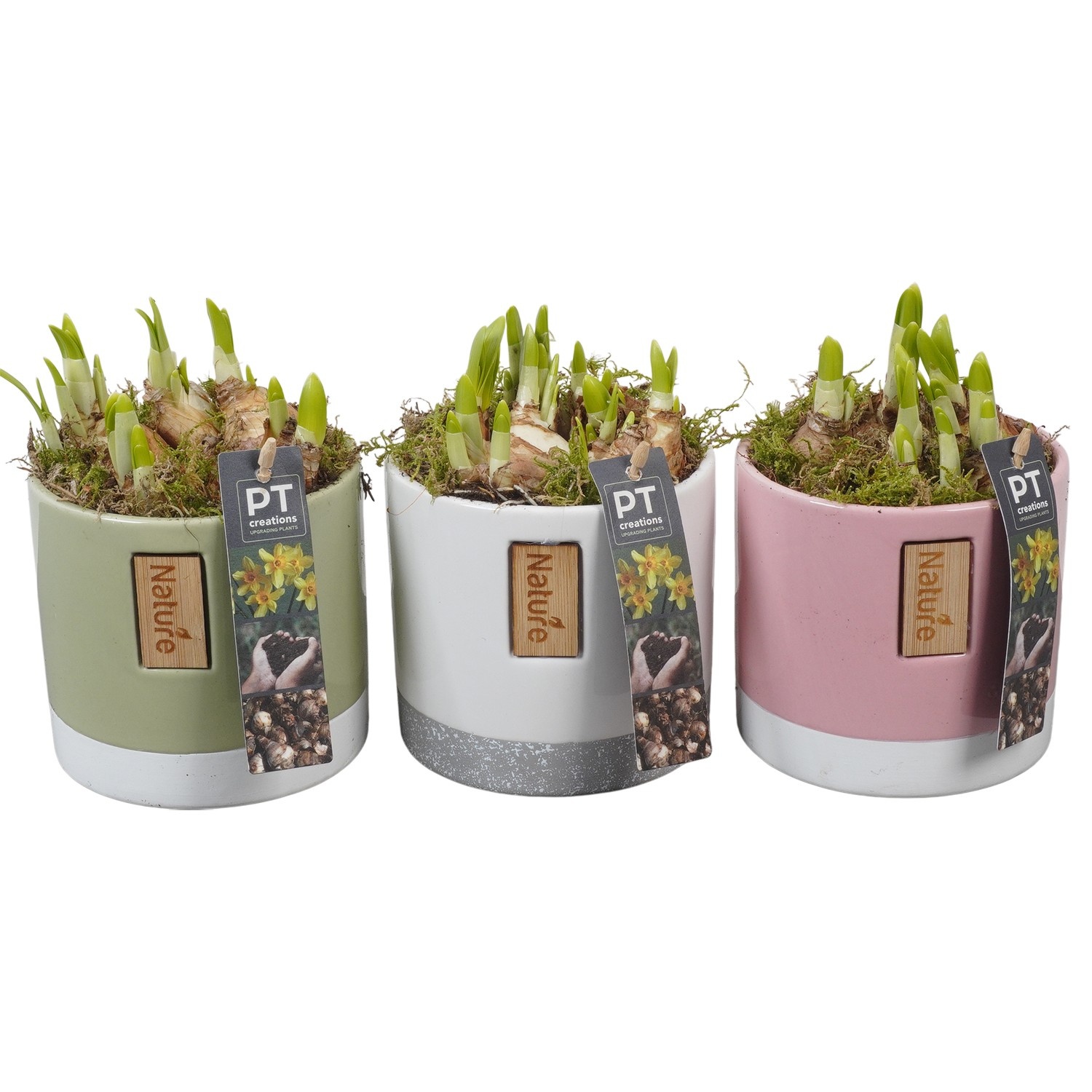 PTN8723 Arrangement Narcissus in keramiek pot, D 12