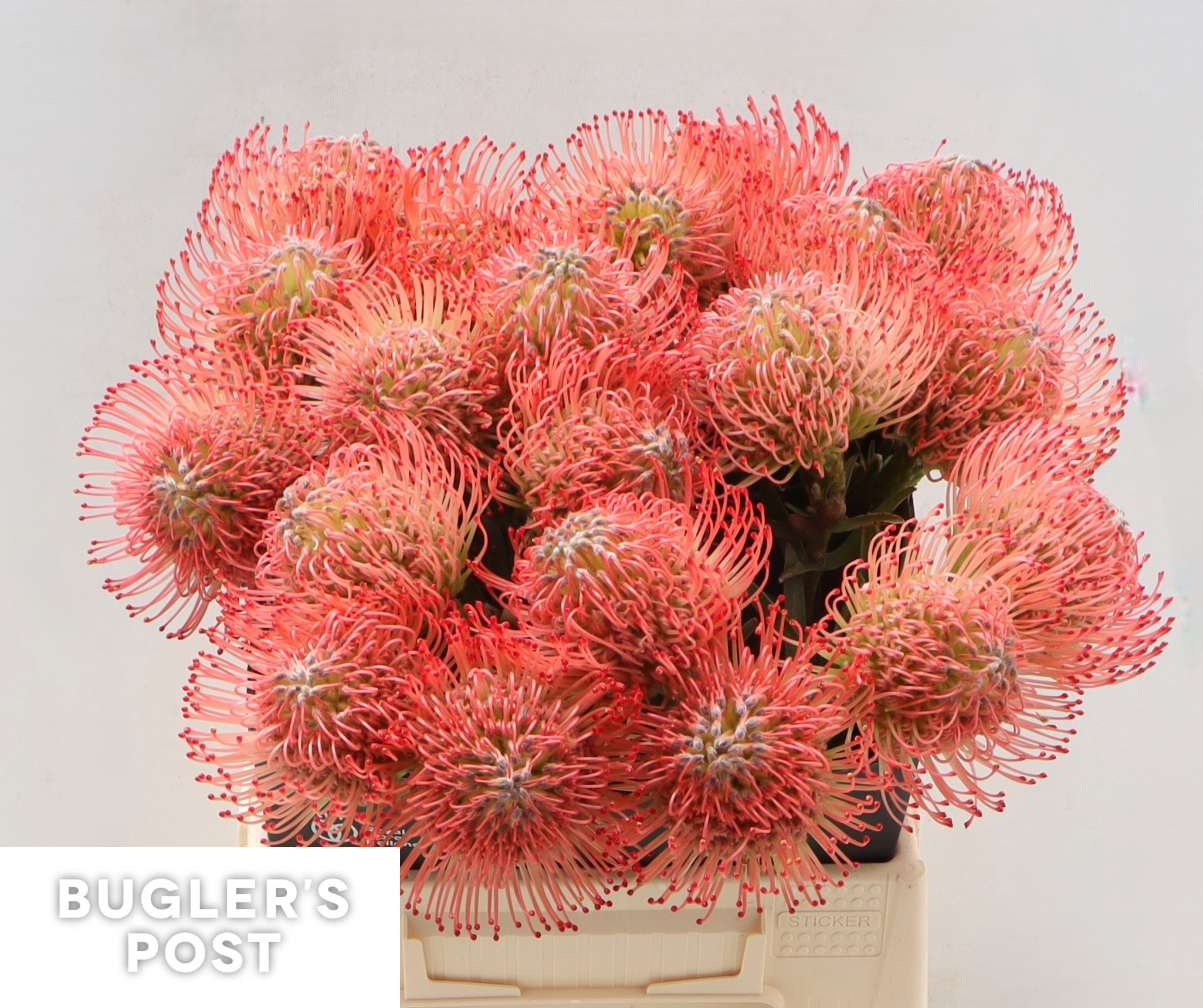 Нутанс Айоба Пинк 40, шт.