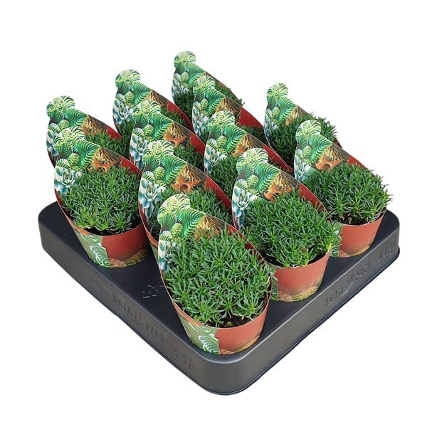EUPHORBIA RAMIGLANS- COLLECTION WITH POTCOVER (SUCCULENTEN), D 6,5