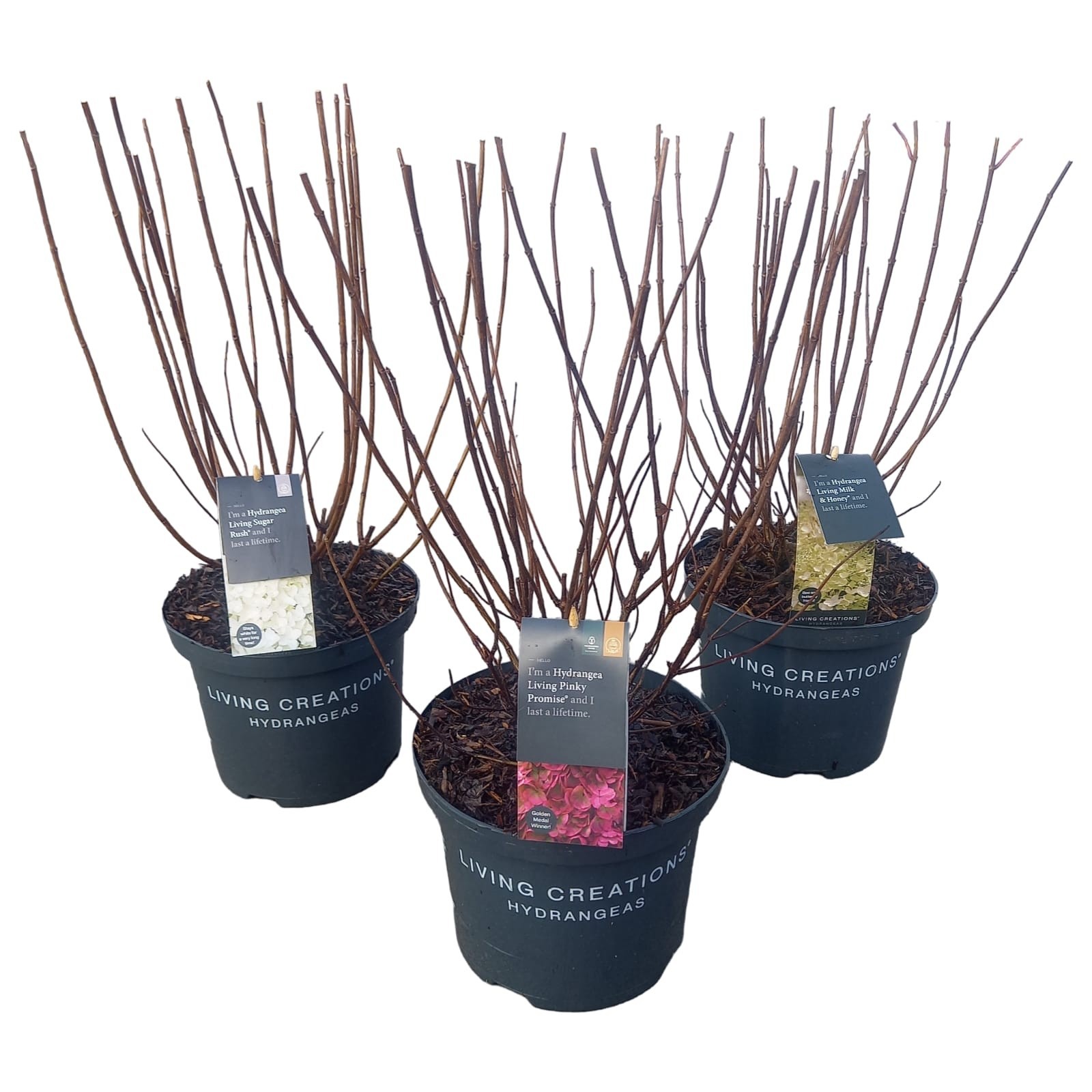 Hydrangea pan. 'Living Creations® Mix', D 23