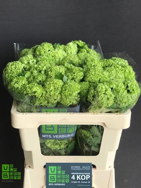 Вибурнум Розеум 50 (зел.), шт.