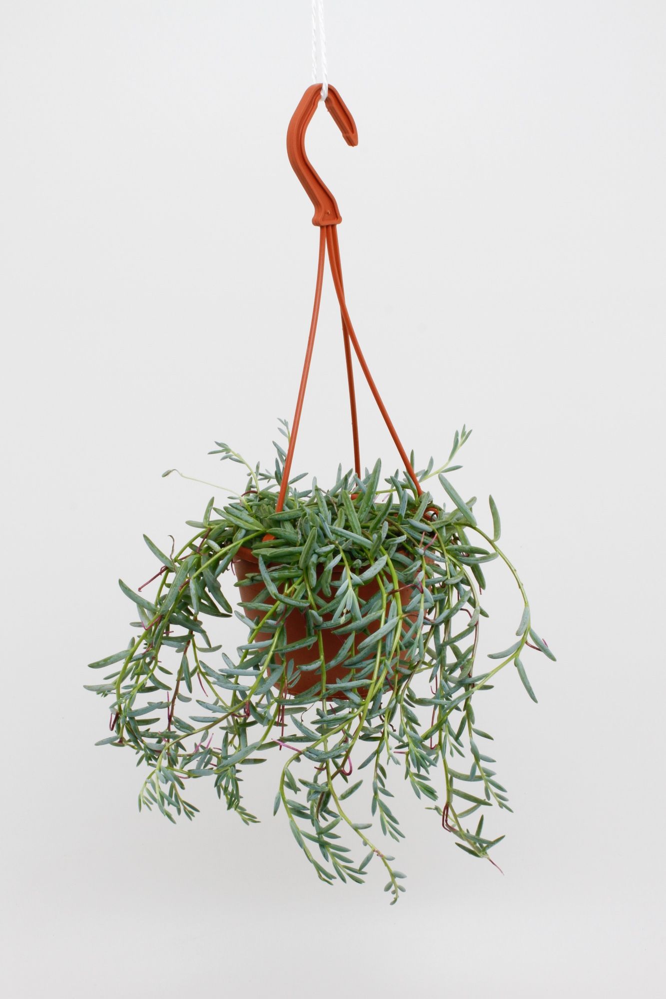 Senecio Hallianus, D 12