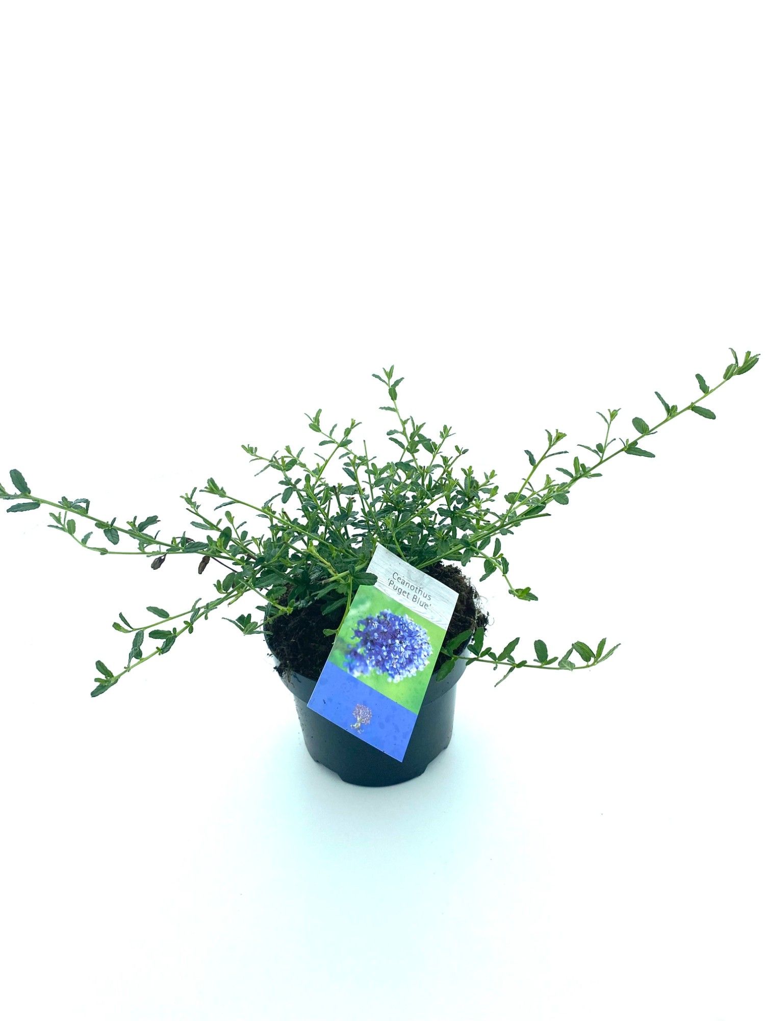 Ceanothus 'Puget Blue', D 17
