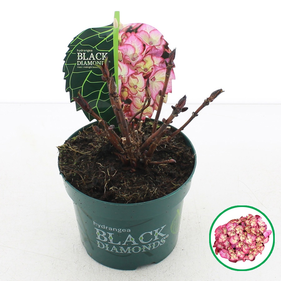 Hydrangea macr. Black Diamonds® 'Midnight Beauty'® Purple C2 (17cm.), D 17