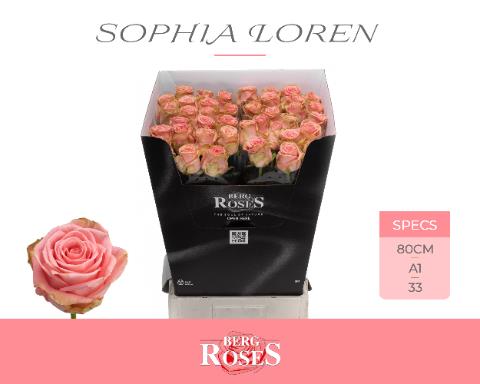 Роза од. Софи Лорен 80, шт.