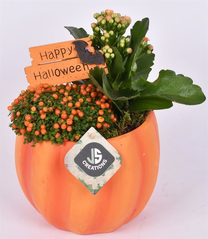 Halloween pompoen 15 cm, D 15