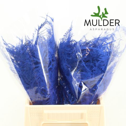 Аспарагус Овериг Крашеный (краш. ) 45, шт.