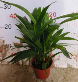 Дипсис Драцена сандериана Палм 9 18