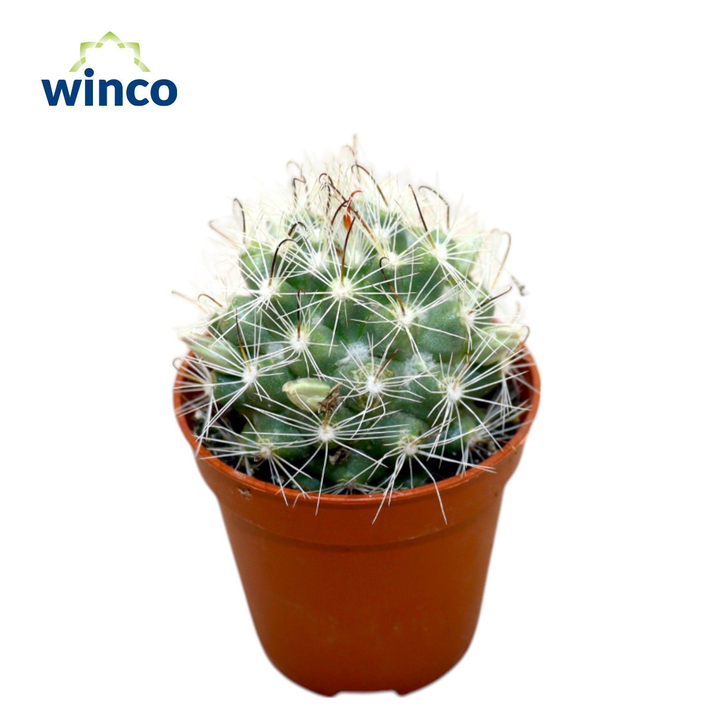 Mammillaria Insularis, D 5,5