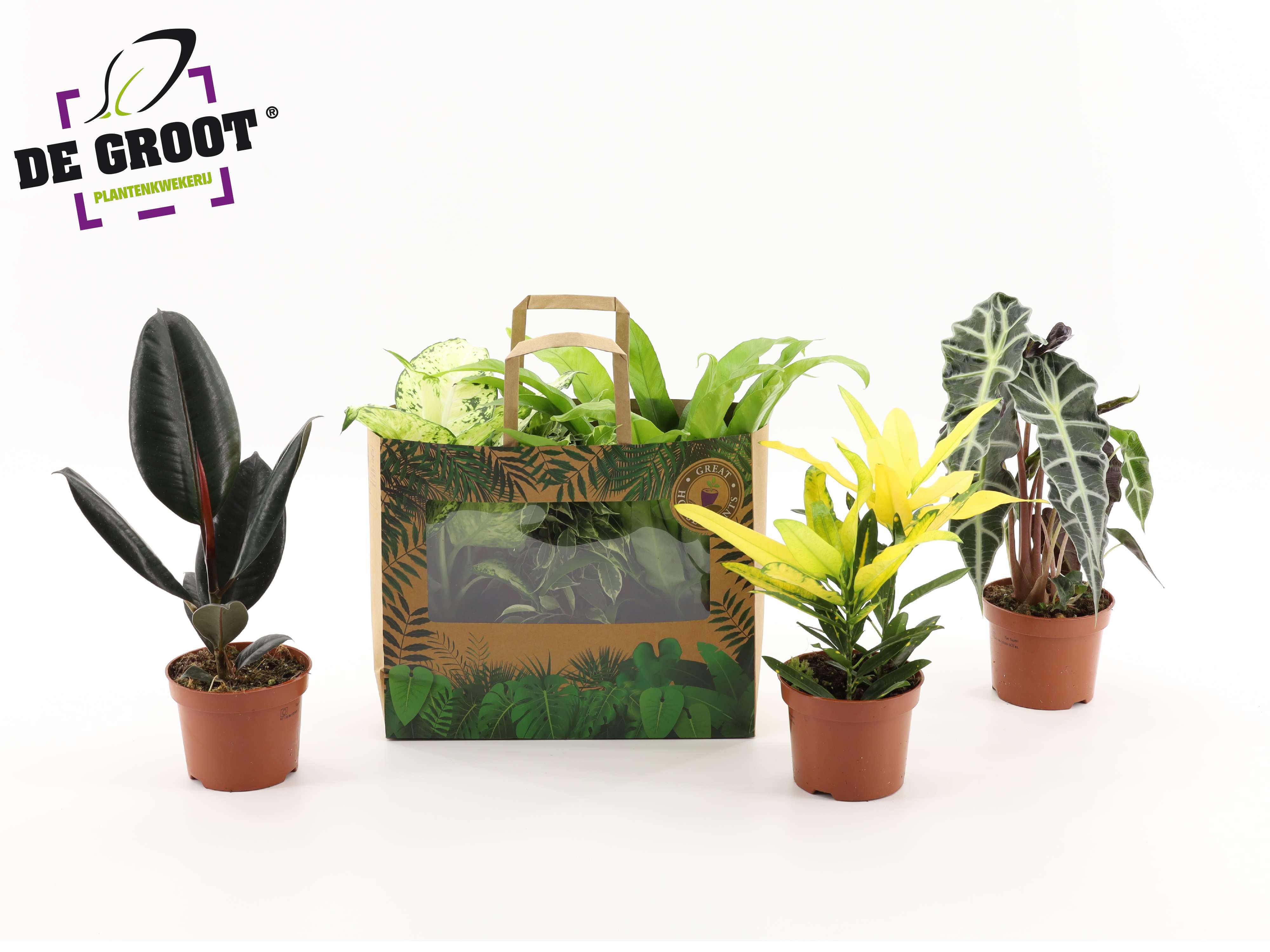 Groenmix in tasje (3 planten), D 12