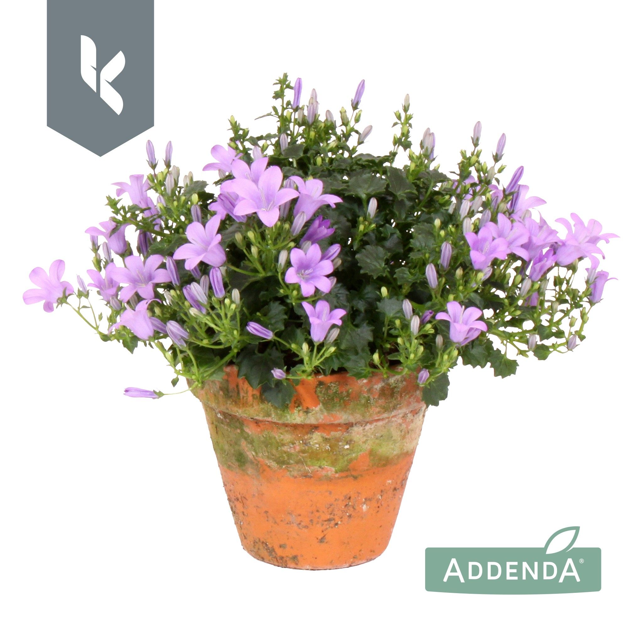 Campanula Ambella Lavender in terracotta, D 10,5