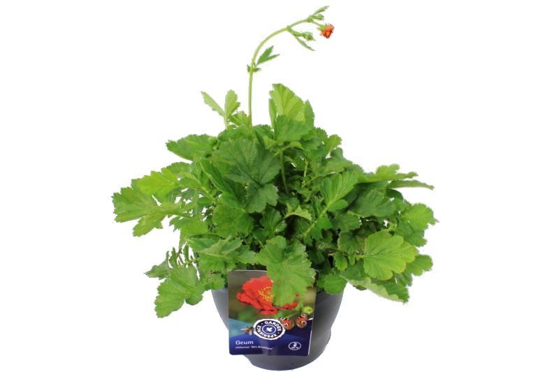 Geum chil. Mrs Bradshaw, D 23