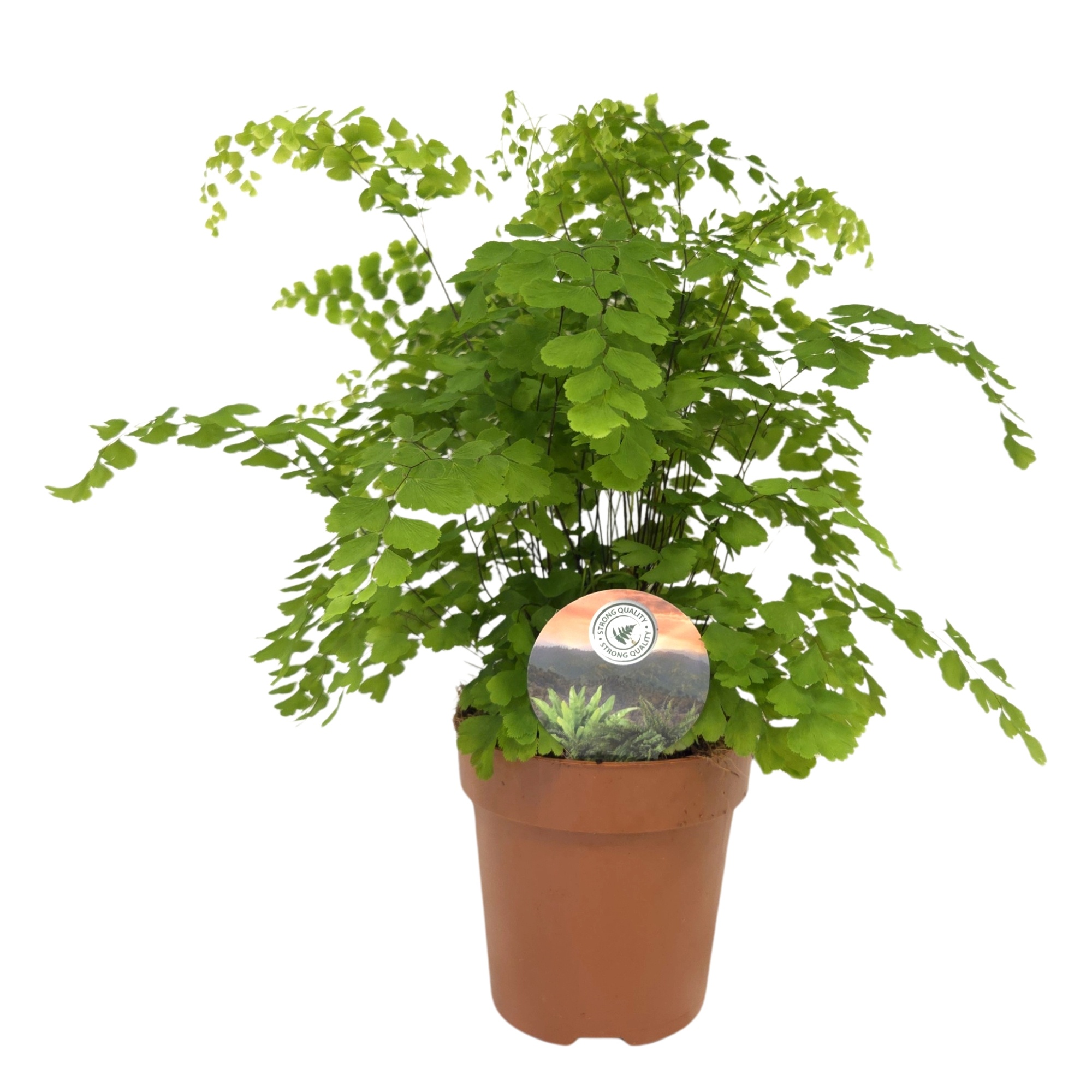 Adiantum 'Fragrans', D 12