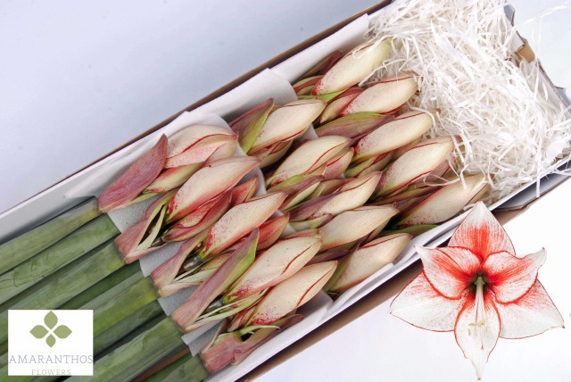 Амарилис Харизма (ярко-роз.) x15, шт.