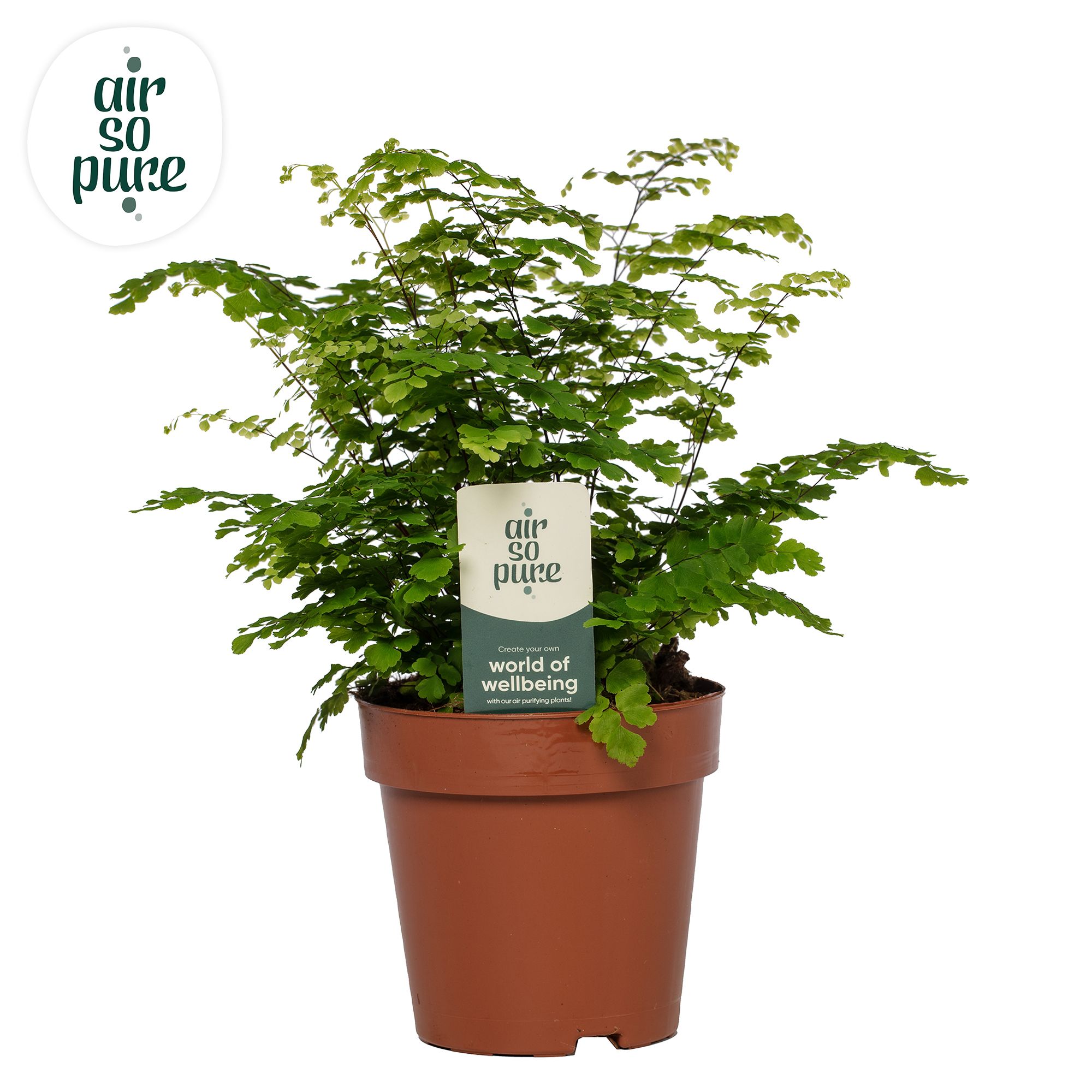 Adiantum Fritz Luthi - Air So Pure, D 12