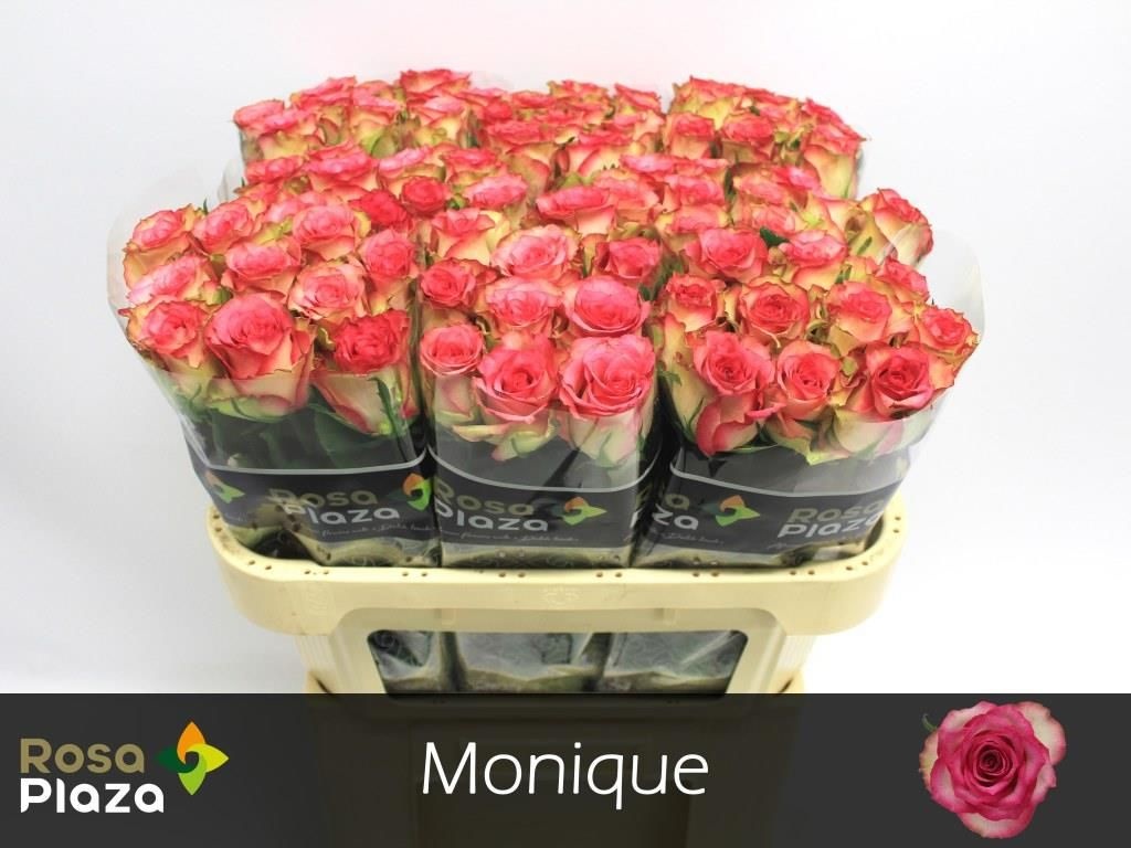 Роза од. Моник 70, шт.