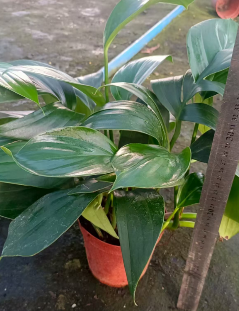 Филодендрон Квилин Тейл 15 40