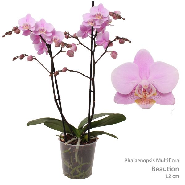 Phal. Multiflora "Beaution" 2-tak, D 12 cm