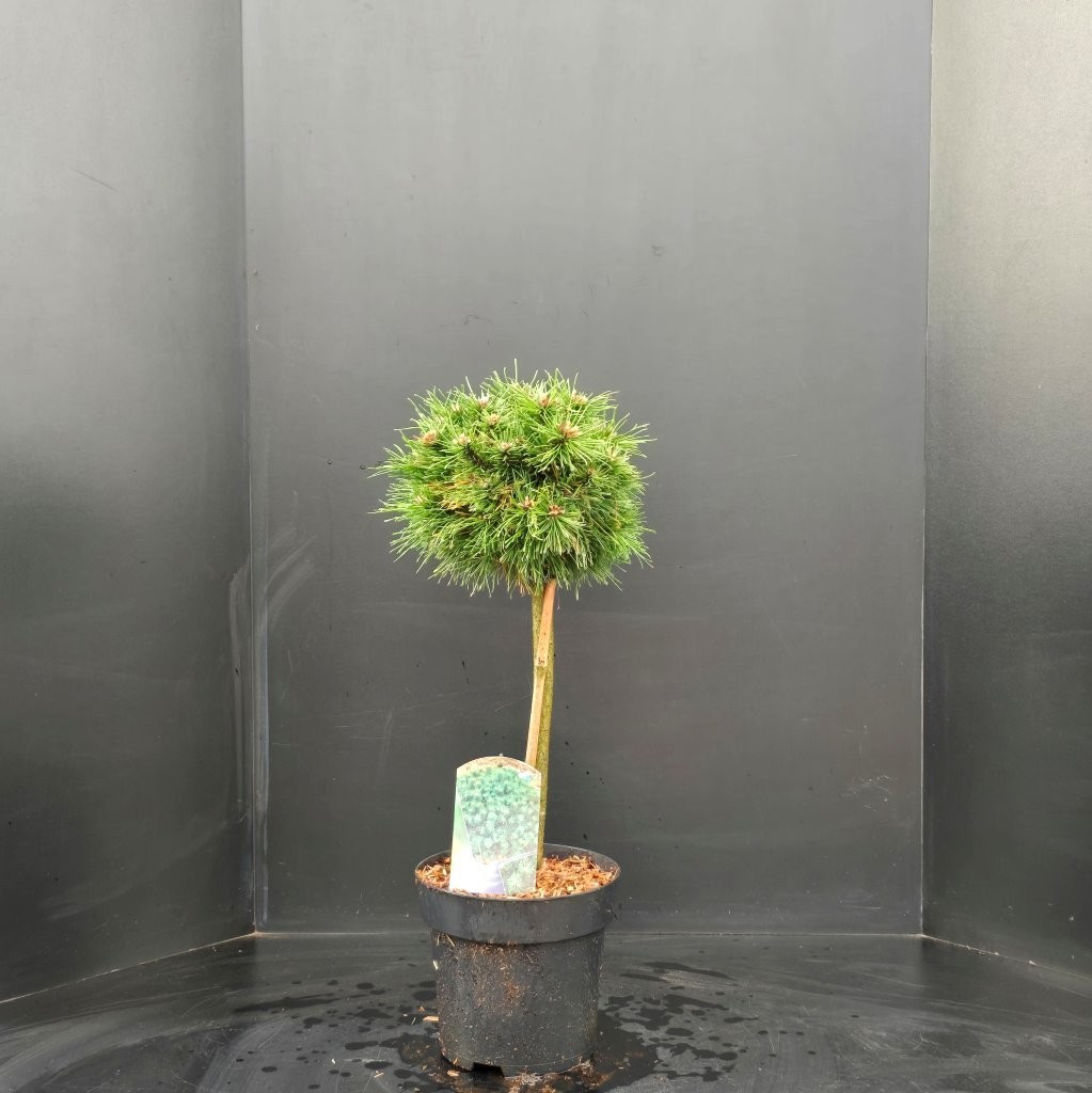 Pinus mugo Benjamin STAM, D 26