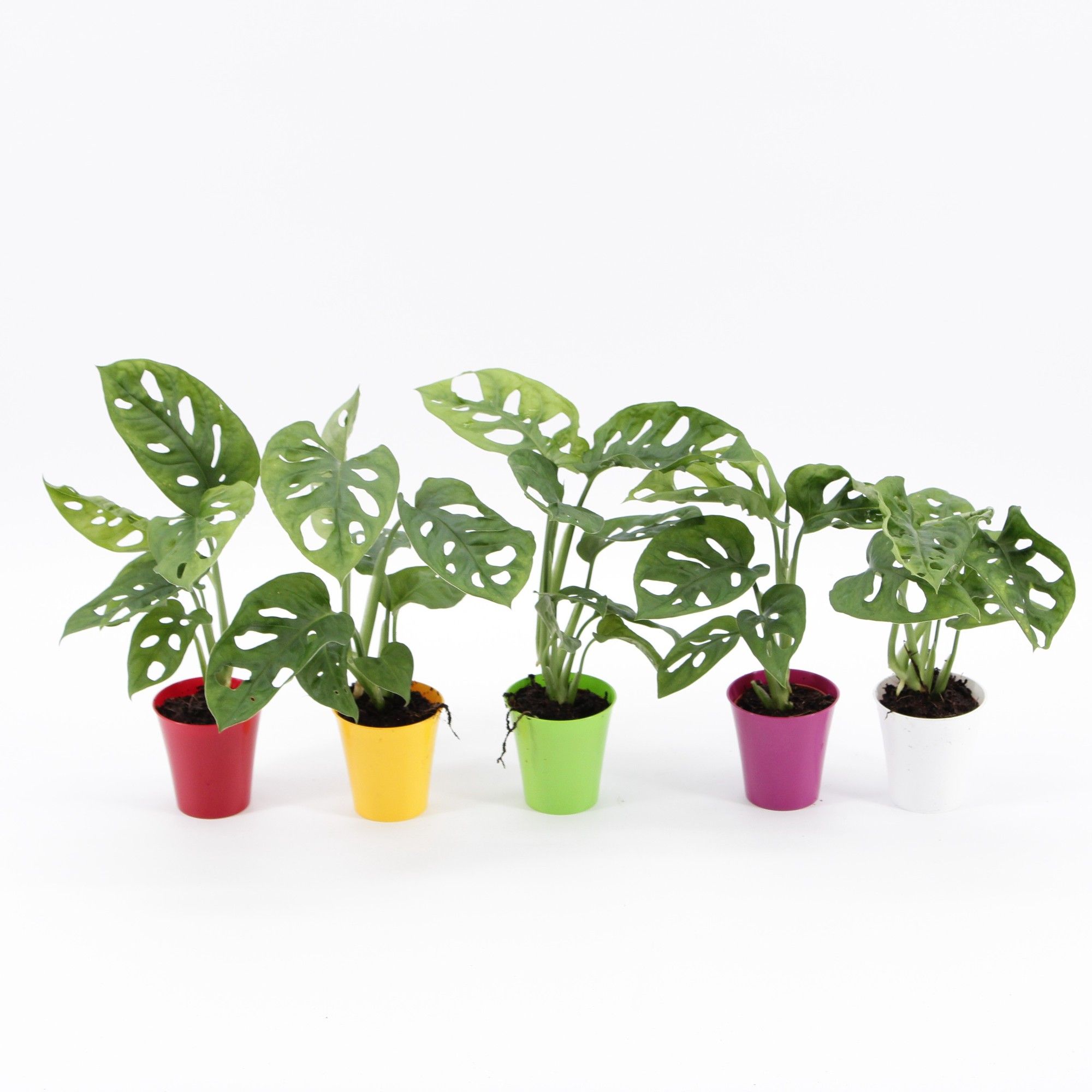 Monstera Monkey Leaf Mini in Linge pot Diverse kleuren, D 6,5