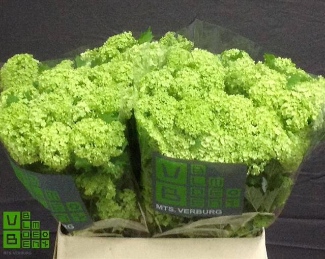 Вибурнум Розеум 80 (зел.), шт.