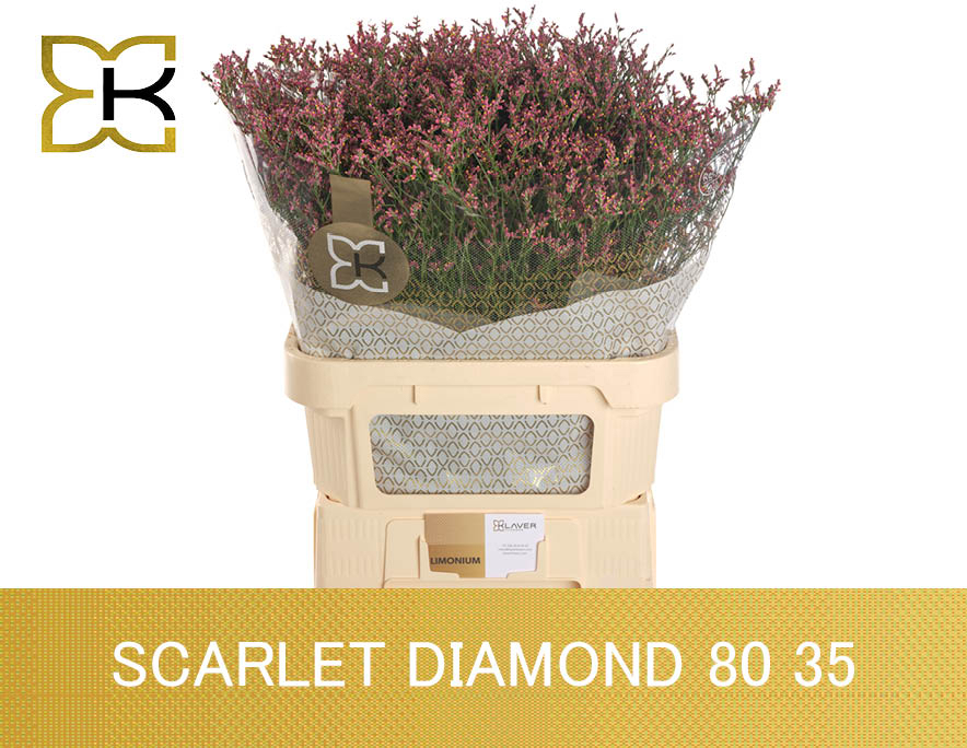 Лимониум Скарлет Даймонд 80, шт.