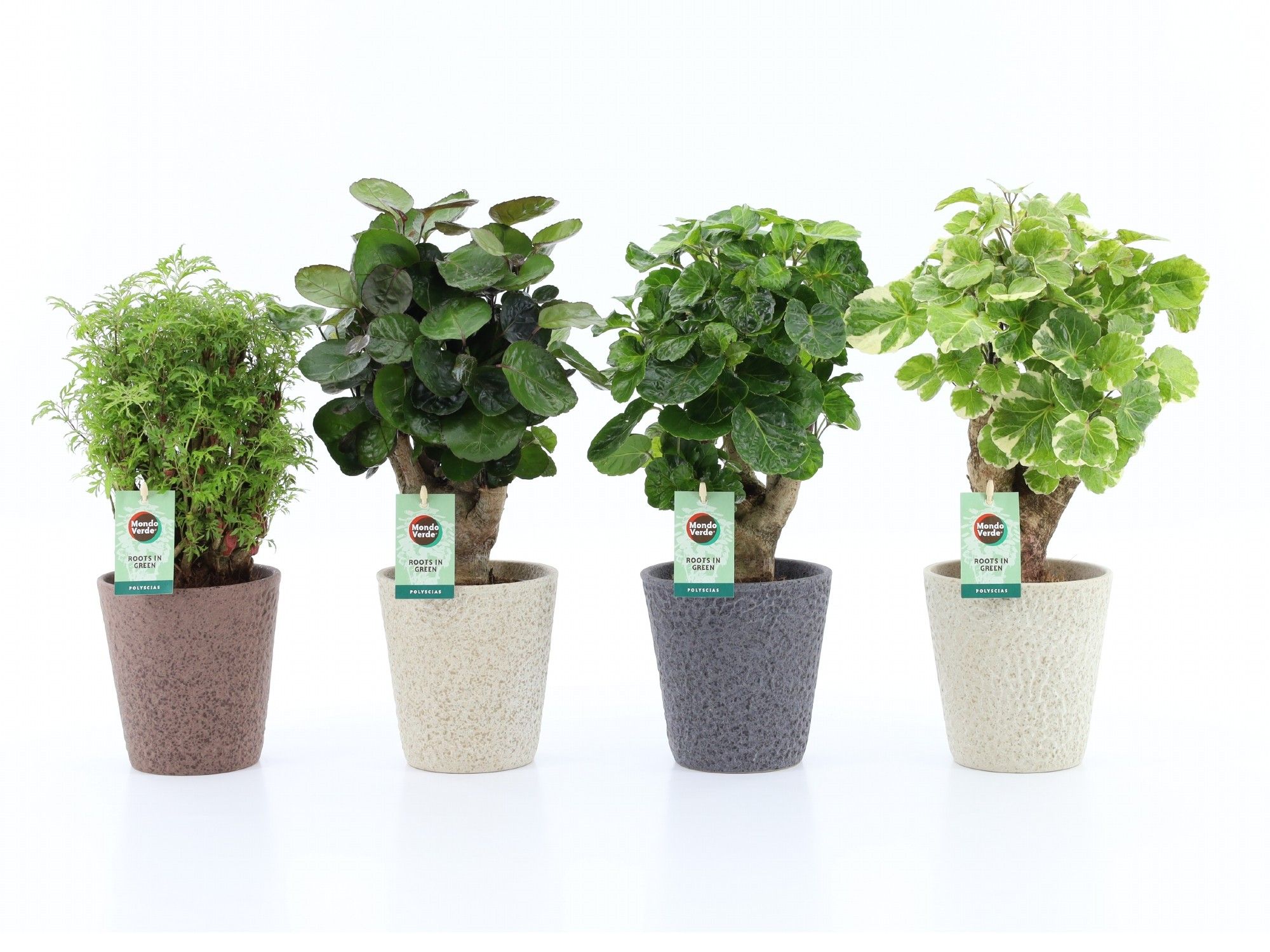 Polyscias Mix 12cm in Nature keramiek, D 13