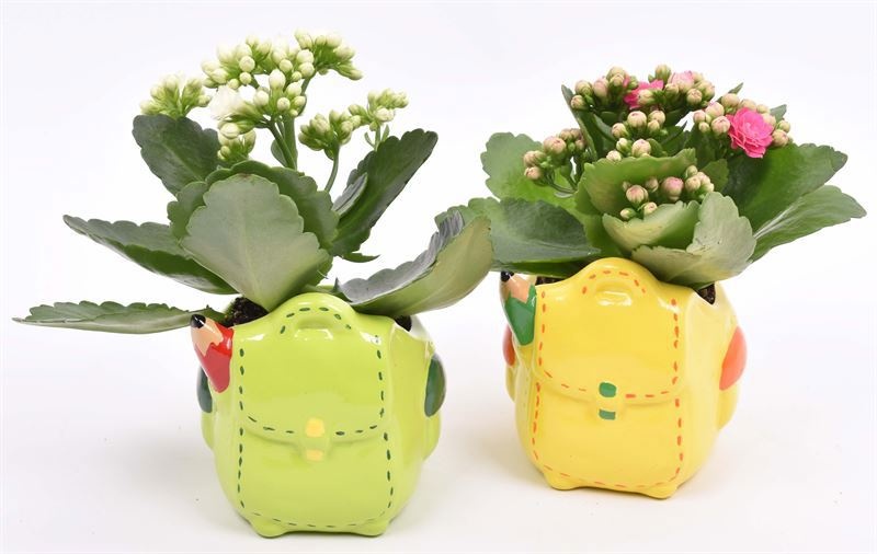 Keramiek pot ge/gr school mix 9cm, D 9