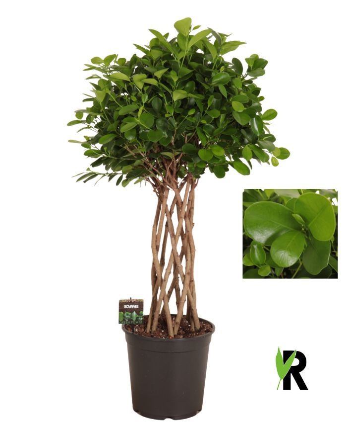 Ficus micr. Moclame gevlochten cilinder, D 27
