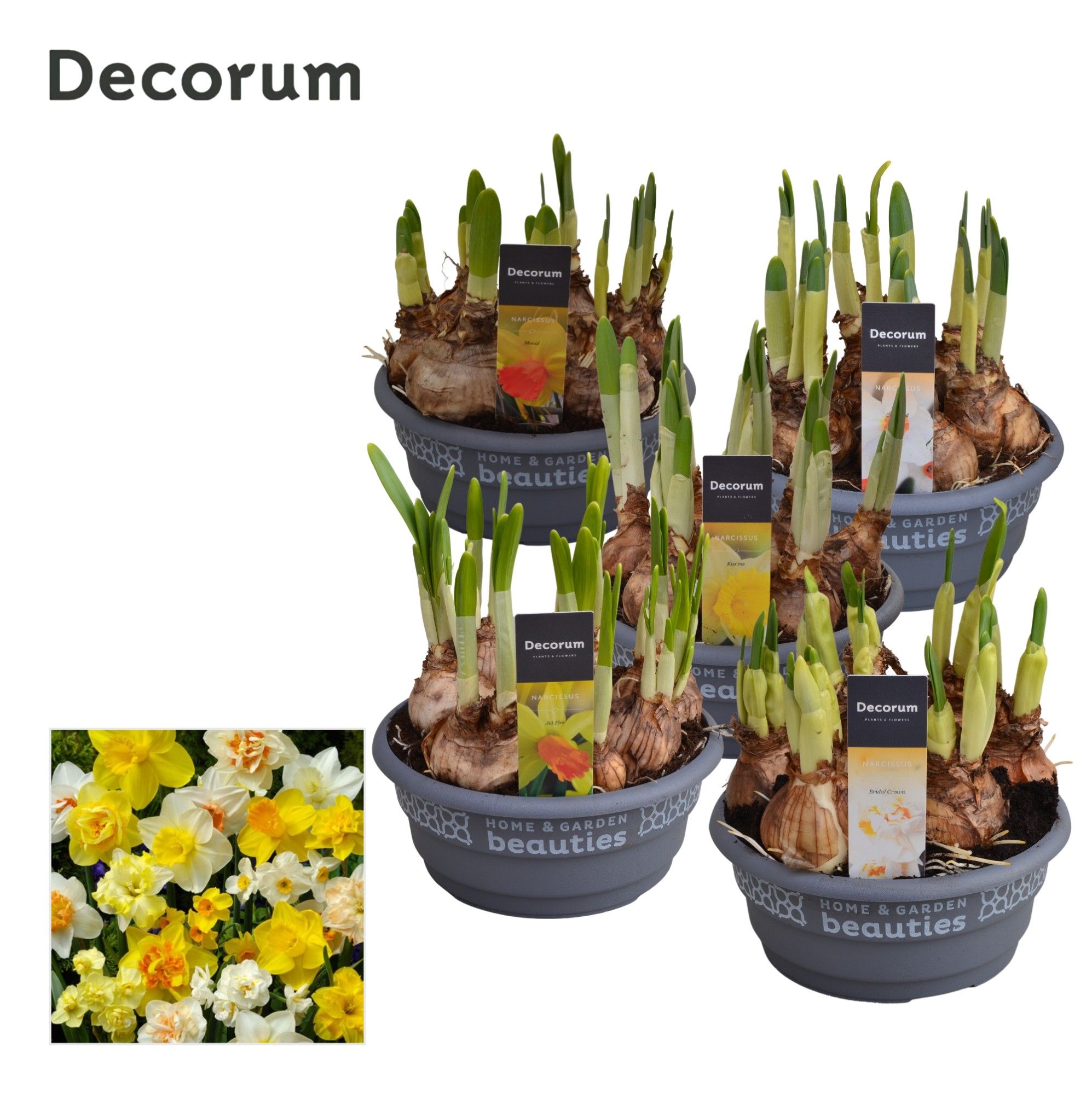 Narcis gemengd 3/5 Soorten, D 16 cm
