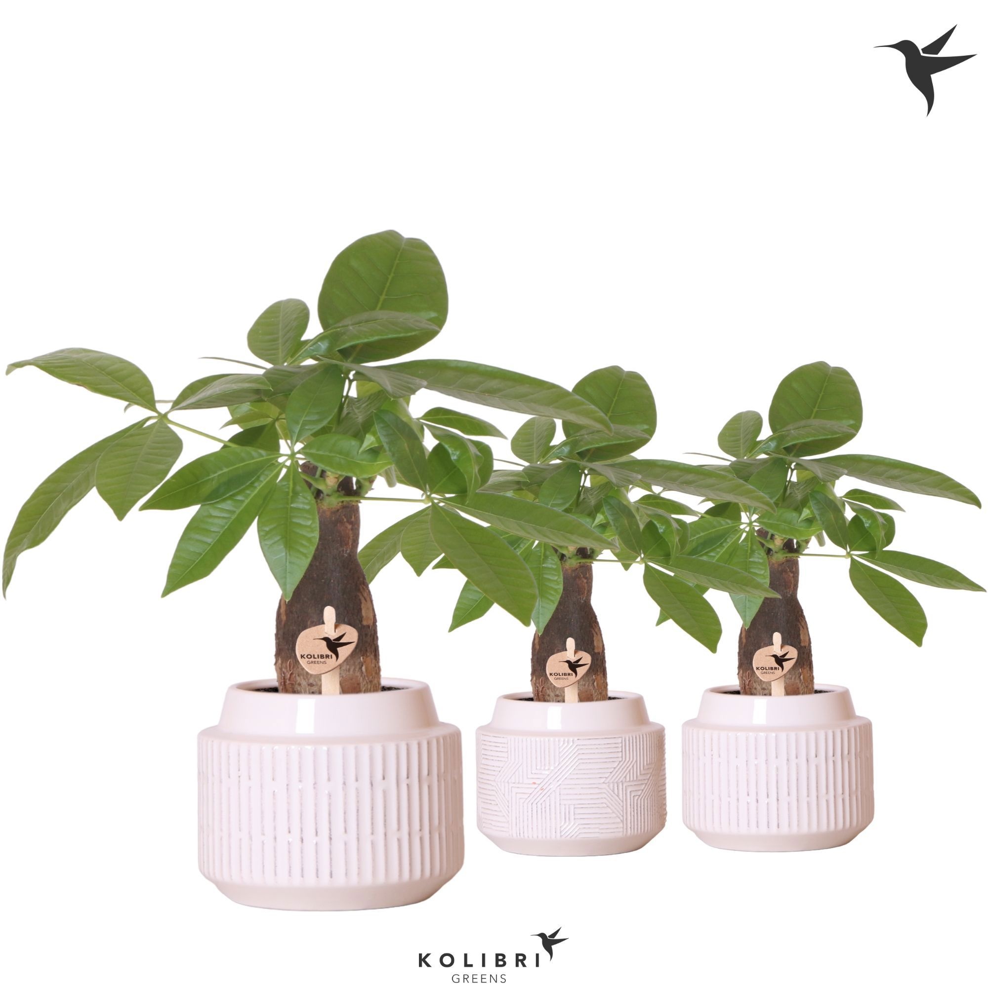 Kolibri Greens Pachira in Maze pot white, D 9