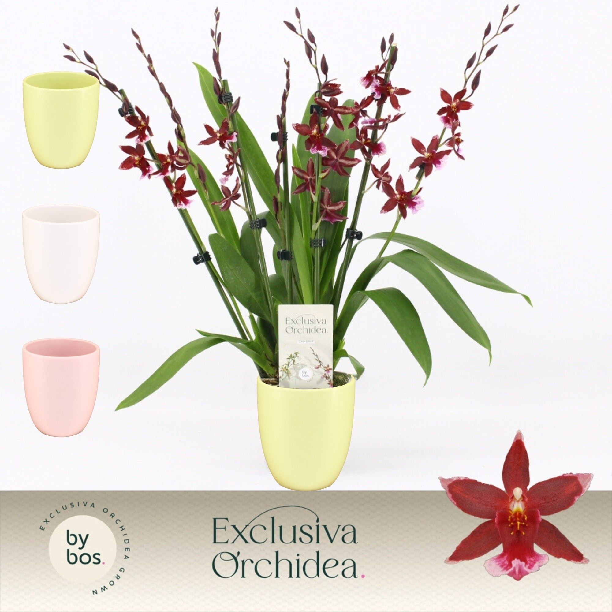 Barrocco Red, 7+ spike in Lotte 'Exclusiva Orchidea', D 12
