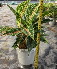 Аглаонема найт спаркл 14 30 (предзаказ)