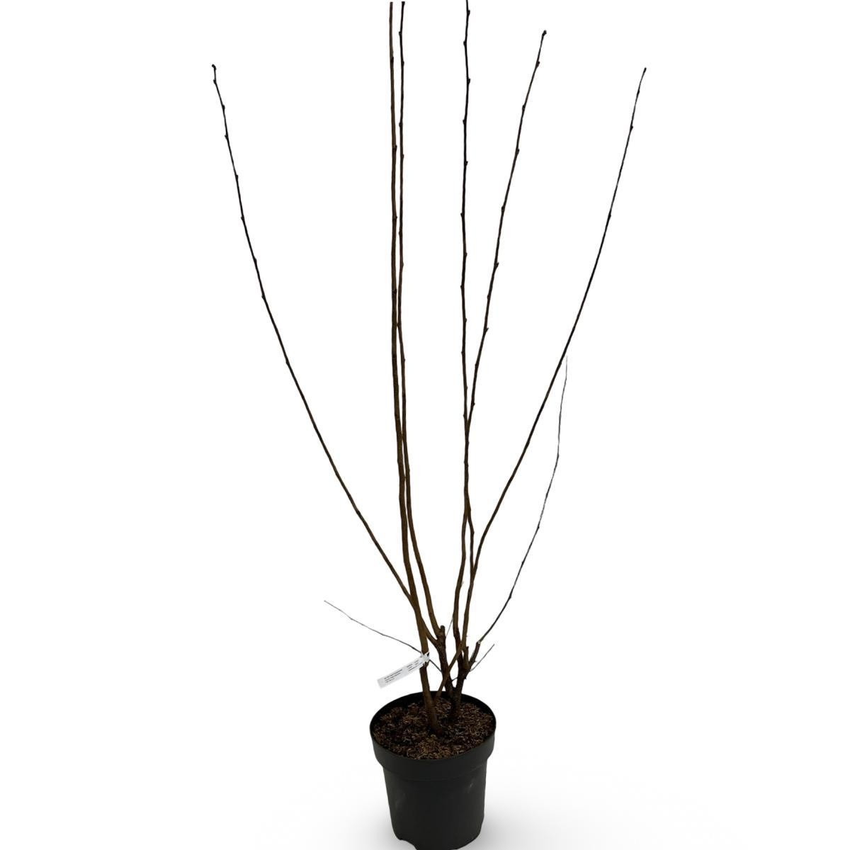 Corylus 'Rode Zellernoot', D 32