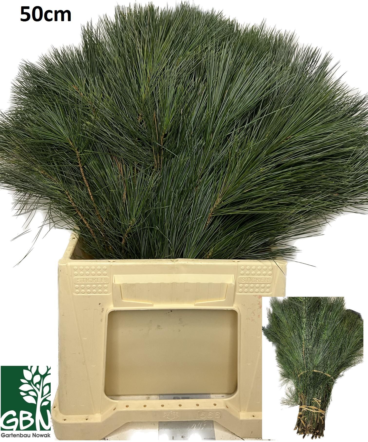 Пинус Стробус 50, шт.